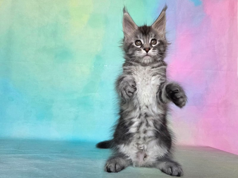 Quail Maine Coon male, black silver tabby