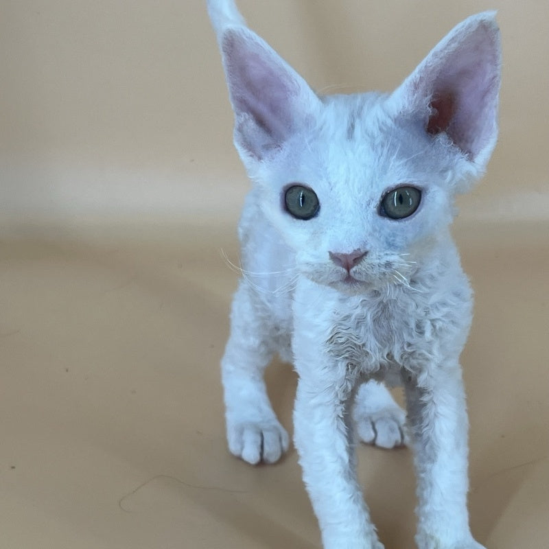 Alma Devon Rex female, white