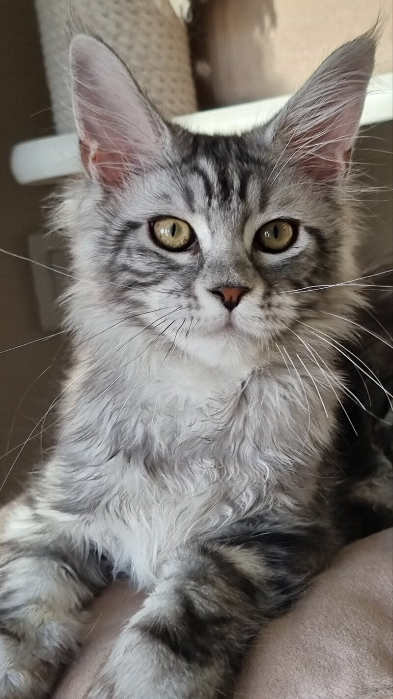 Clinta Maine Coon female black silver tabby - live animals