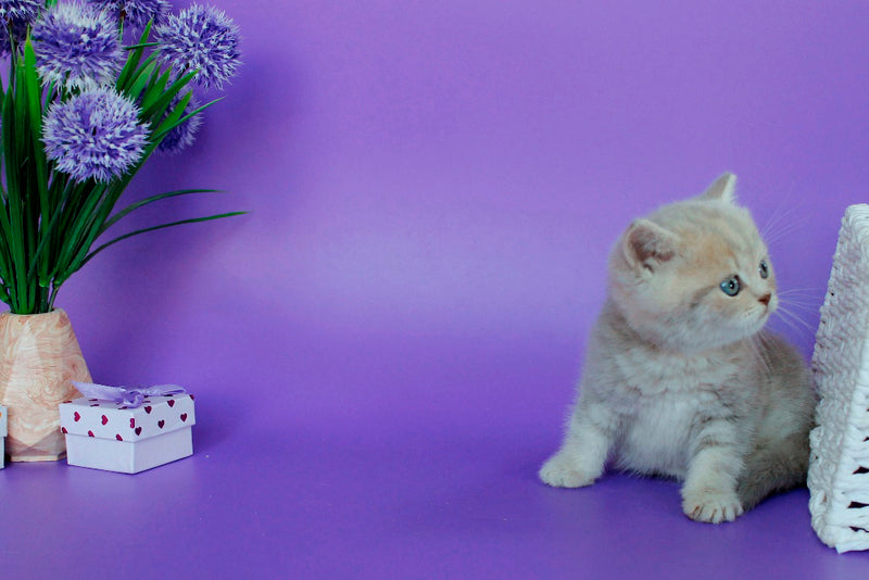 Sapfir British Shorthair male, lilac tabby