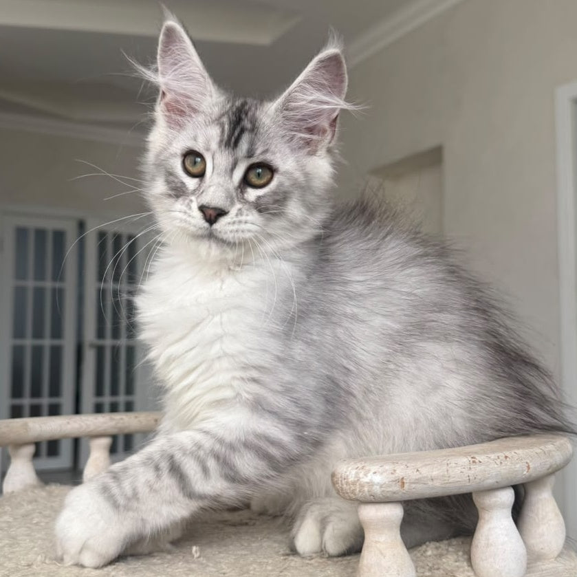 Pegasus Maine Coon male, black silver tabby