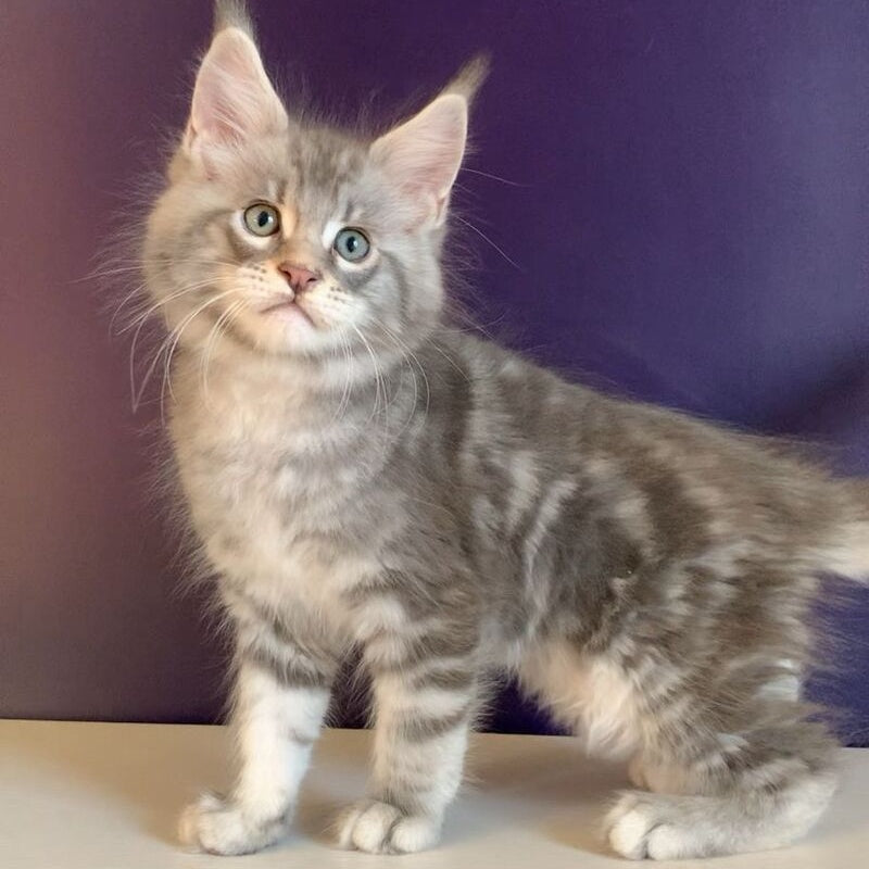 Rembrant Maine Coon male, blue silver tabby