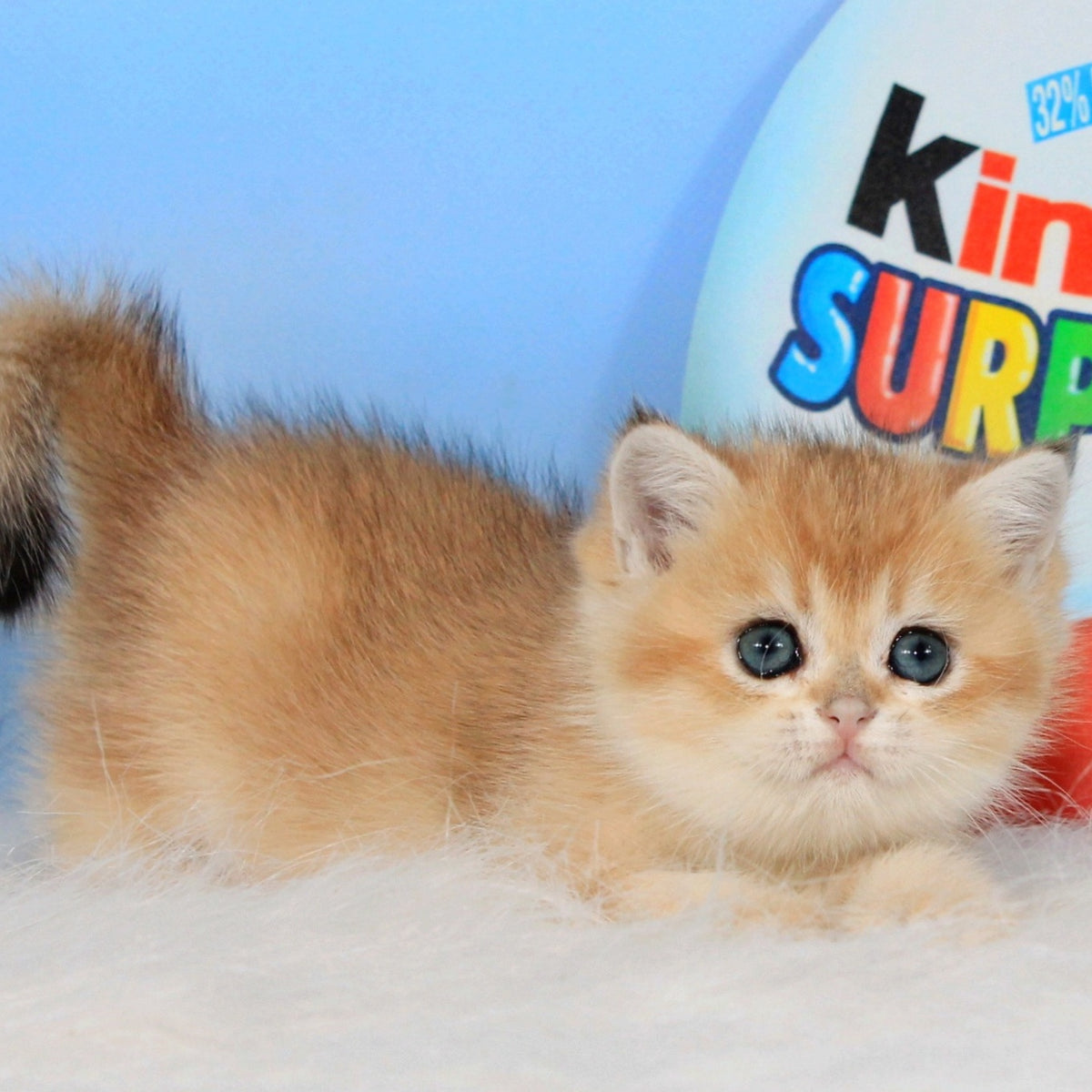 Ustina British Shorthair female, black golden shaded