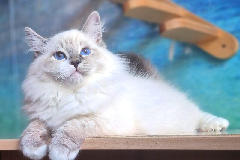 Amur Siberian male black with white tabby pointed - live animals
