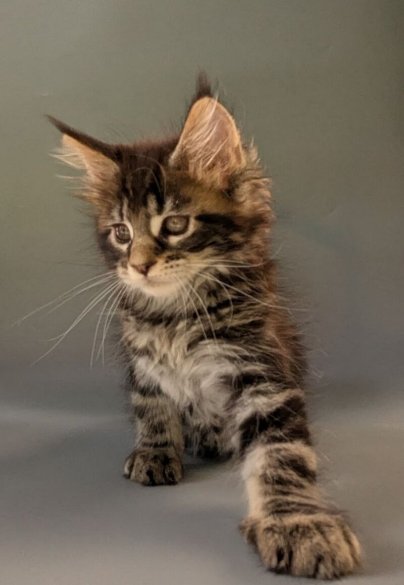 Hanny Maine Coon female black tabby - live animals