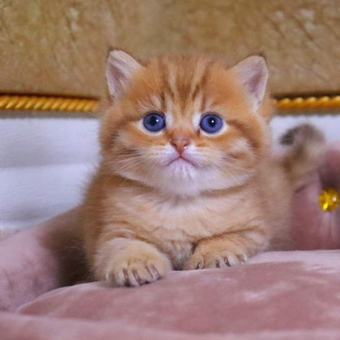 Tiger British Shorthair male, chocolate golden ticked tabby