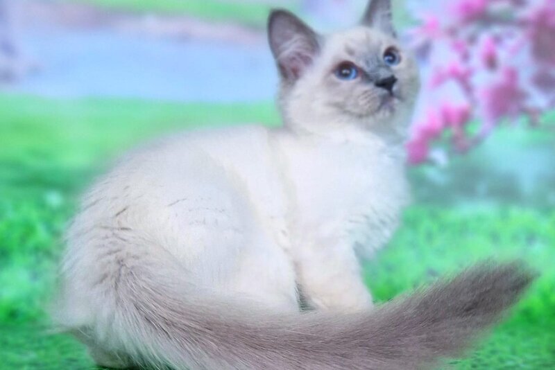 Custer Siberian male, blue pointed