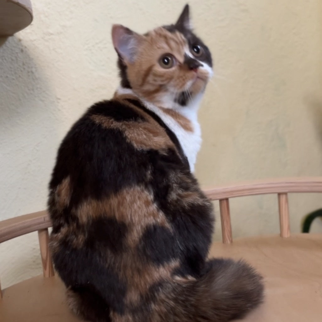 Dream British Shorthair female, chocolate tortie bicolour