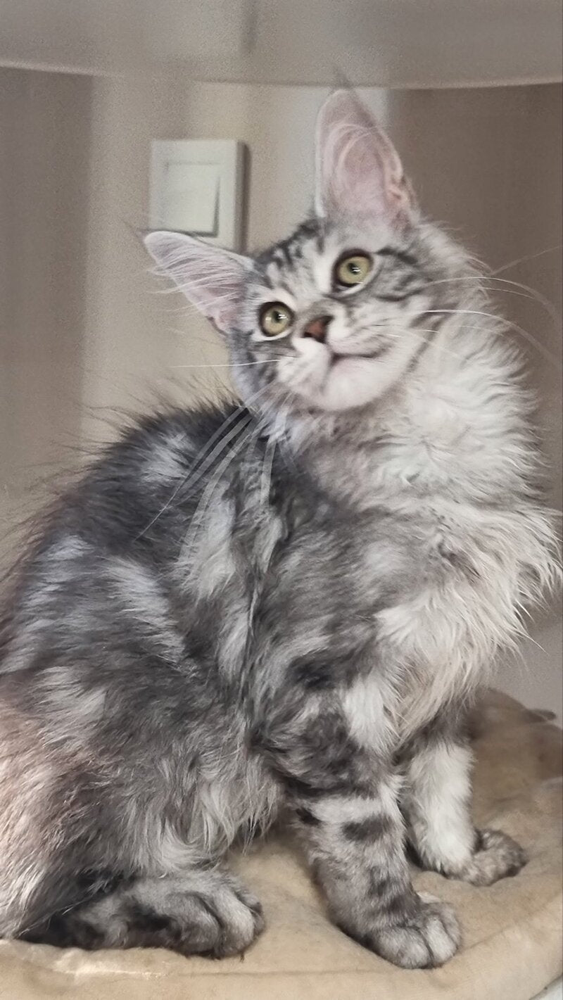 Clinta Maine Coon female black silver tabby - live animals