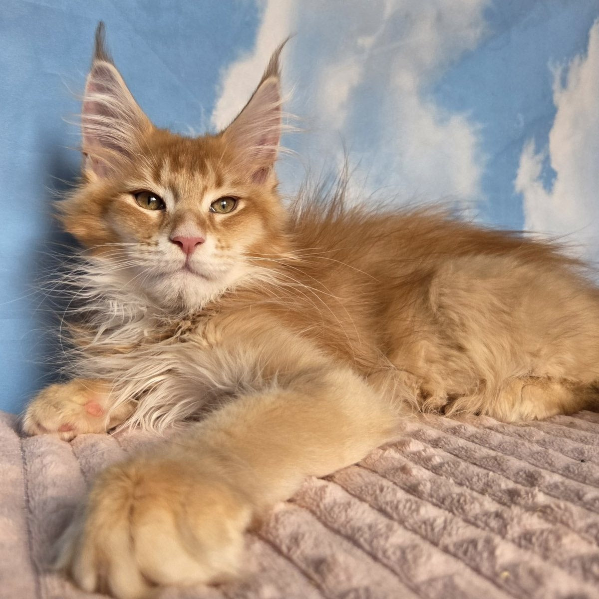 Twix Maine Coon male, red ticked tabby