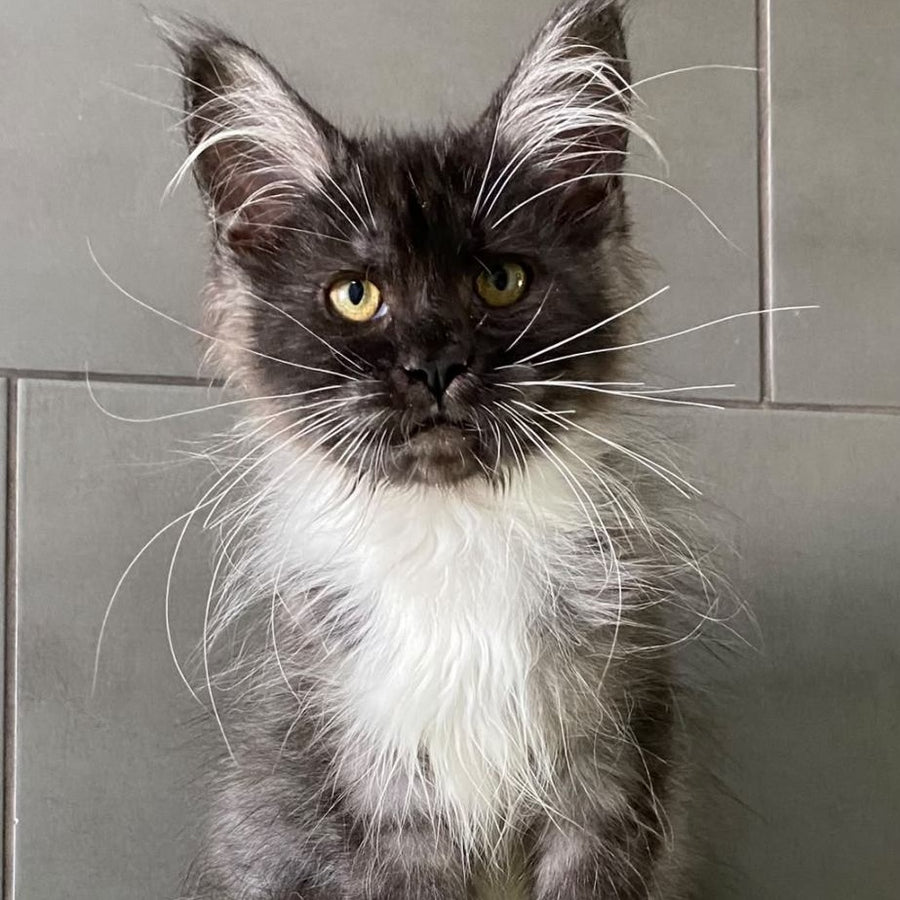 Alushta Maine Coon female, black silver bicolour