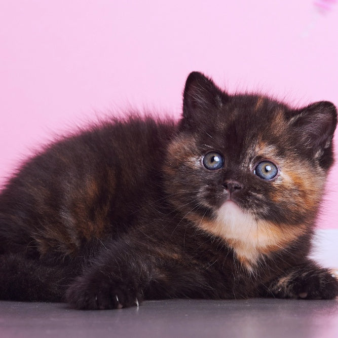 Africa British Shorthair female, black tortie
