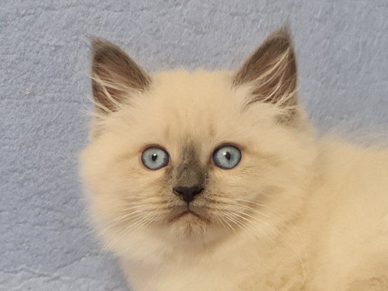 Archie Siberian male black pointed - live animals