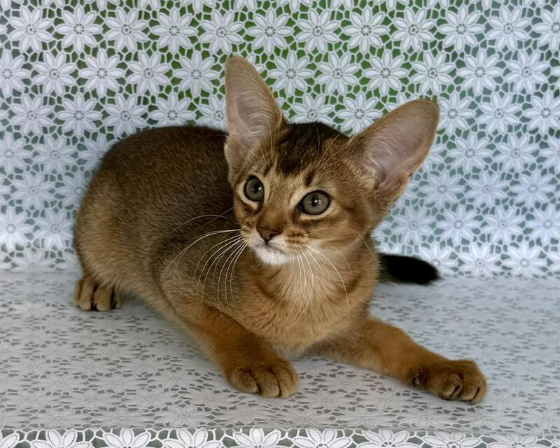 Elsie Abyssinian female ruddy - live animals