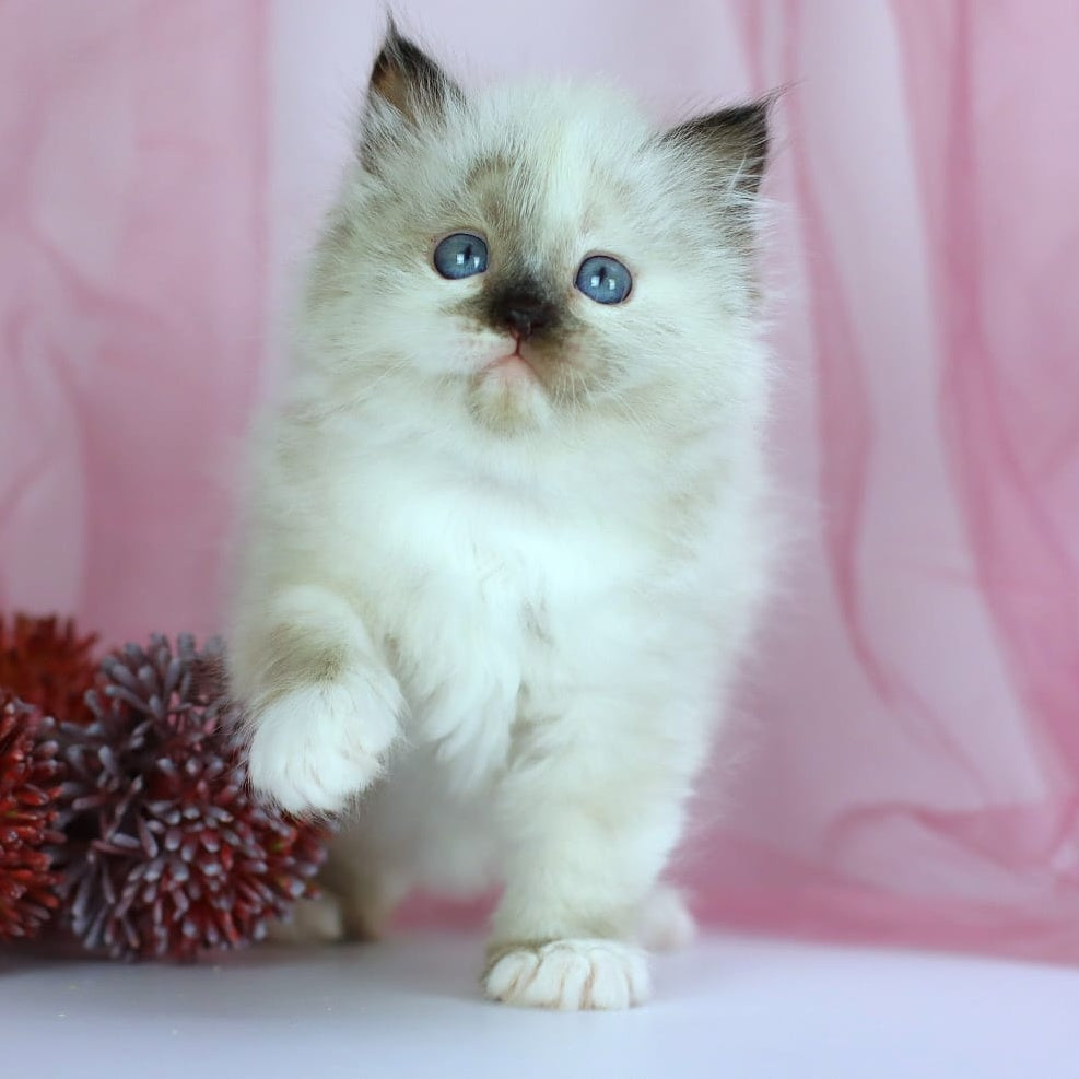 Ivori Siberian female, black tortie with white pointed