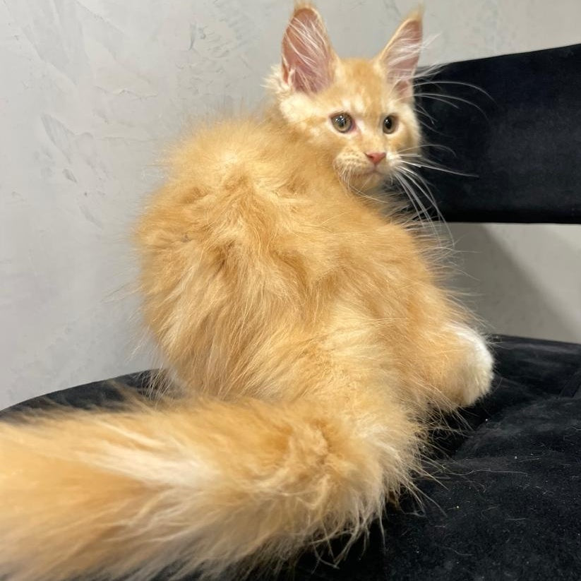 Nikita Maine Coon male, red silver with white