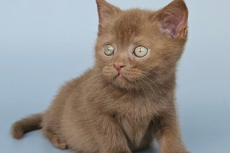 Atlas British Shorthair male, cinnamon