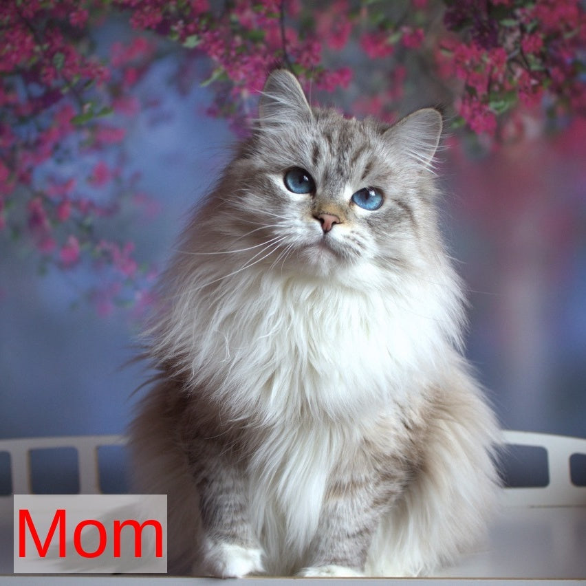 Hortenziy Siberian female, black bicolour spotted tabby