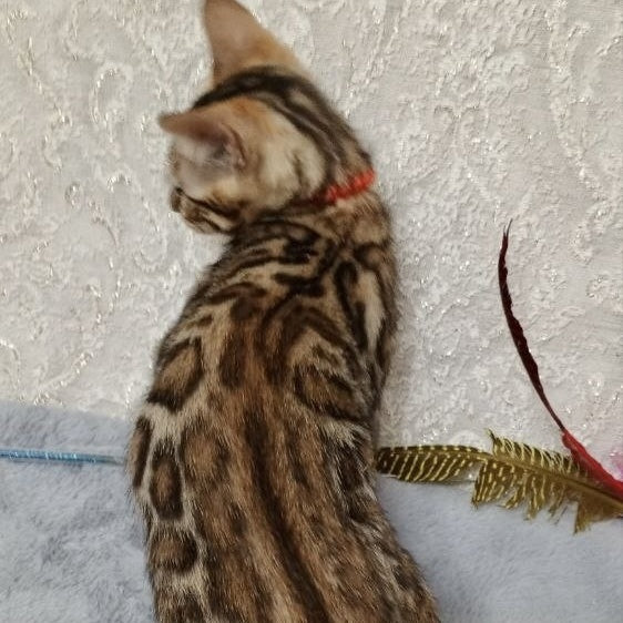 Estella Bengal female, black spotted tabby