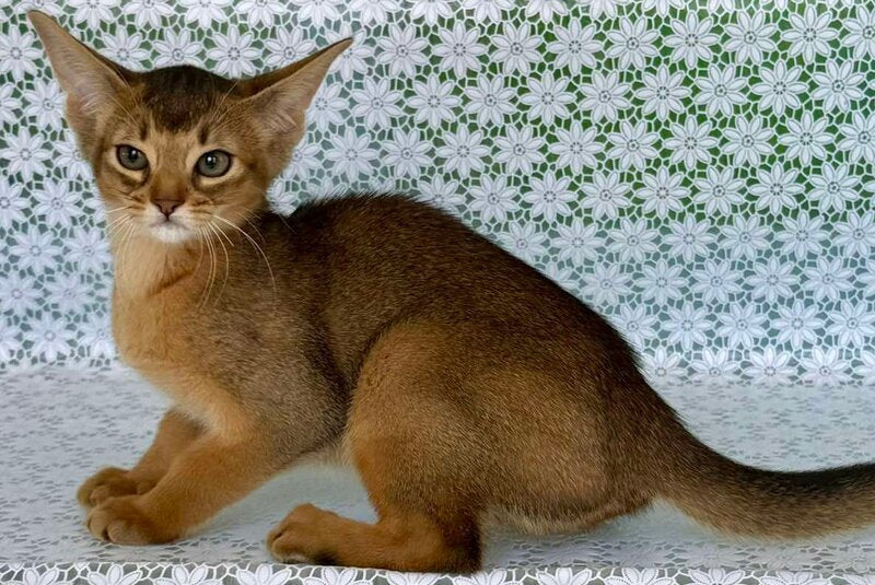 Elsie Abyssinian female ruddy - live animals