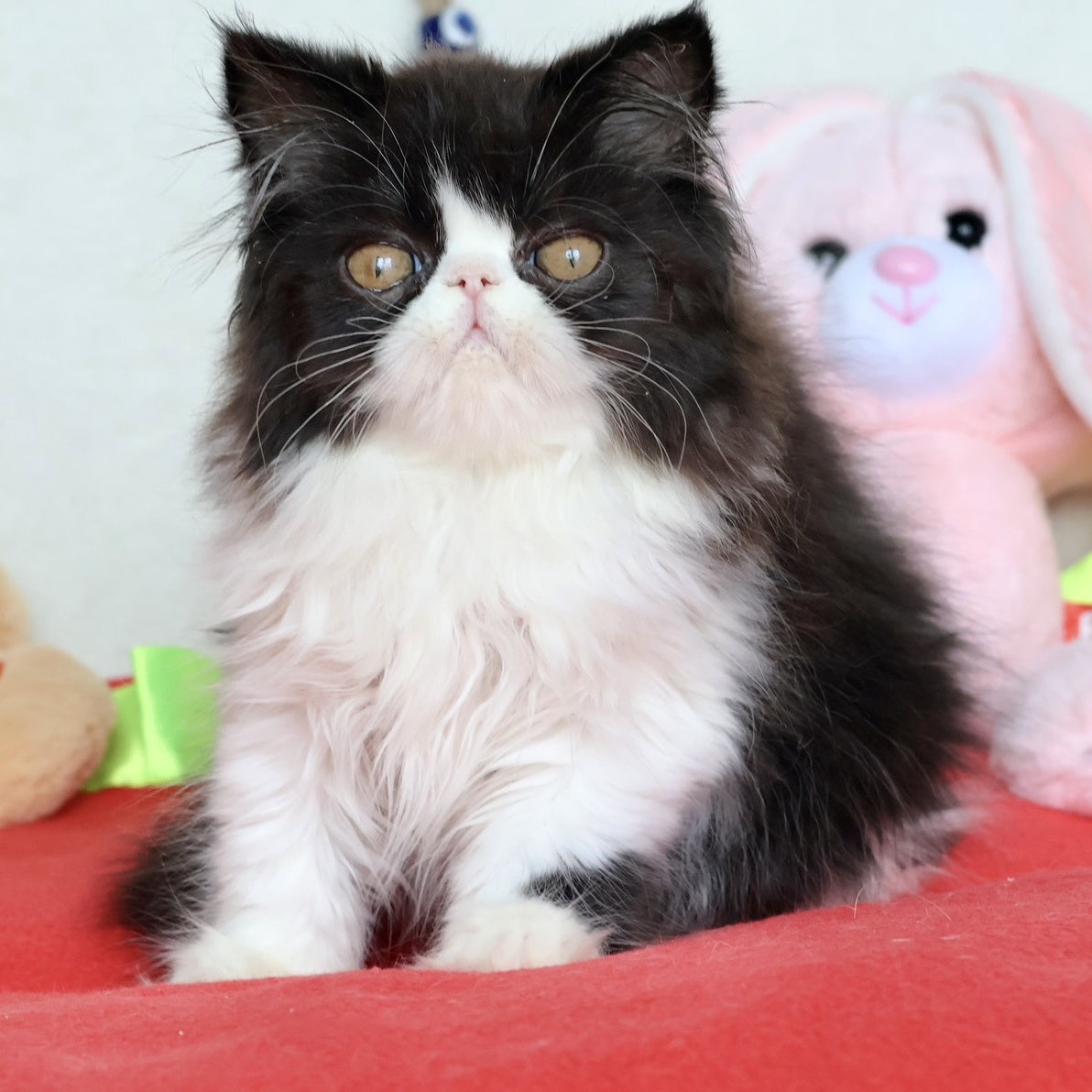 Yum Yum Persian male, black bicolour