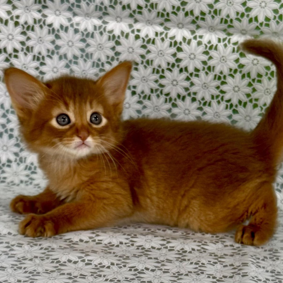 Gabriel Somali male, sorrel