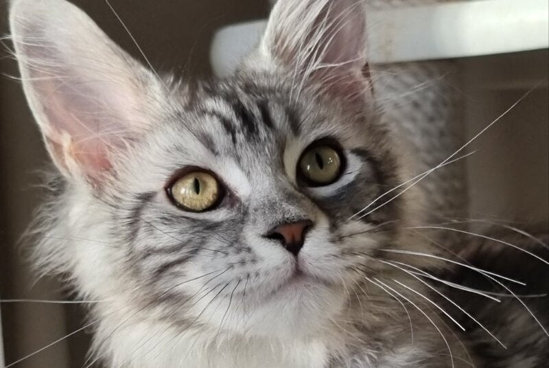 Clinta Maine Coon female black silver tabby - live animals