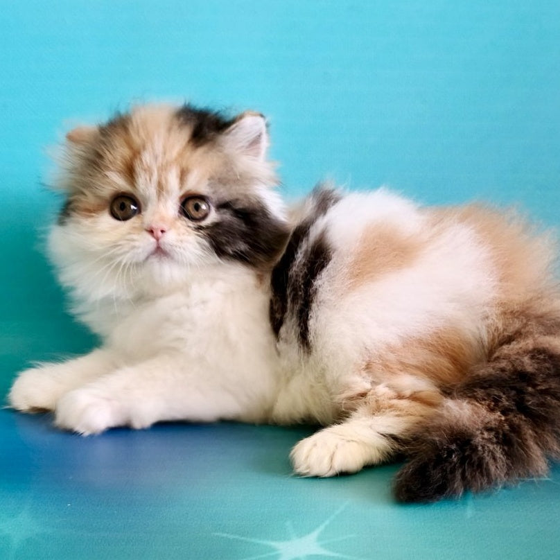 Nora Persian female, black tortie bicolour