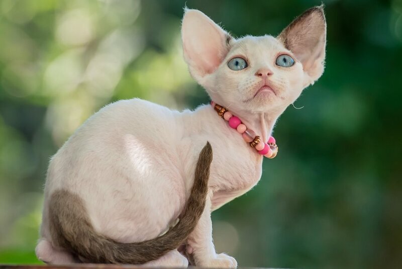 Luna Devon Rex female, black van pointed