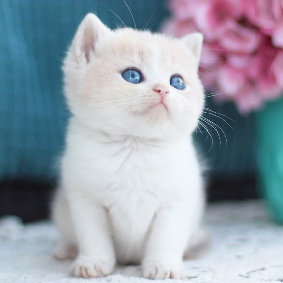 Frank British Shorthair male, blue golden shaded bicolour