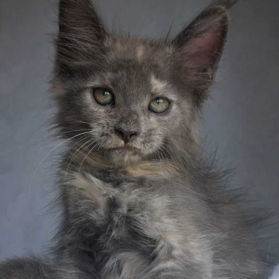 Penelope Maine Coon female, blue tortie
