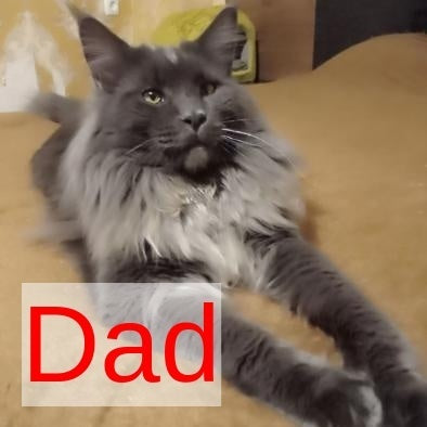 Kаssandra Maine Coon female, black