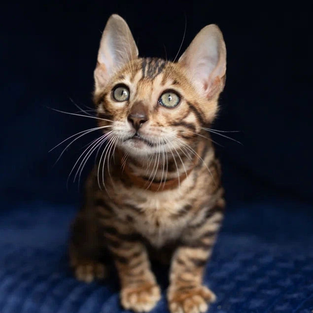 Winston Bengal male, black spotted tabby