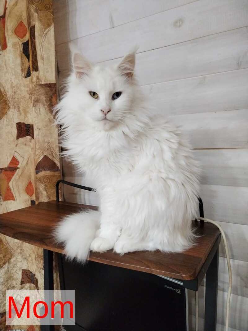 Jasper Maine Coon male, black silver tabby