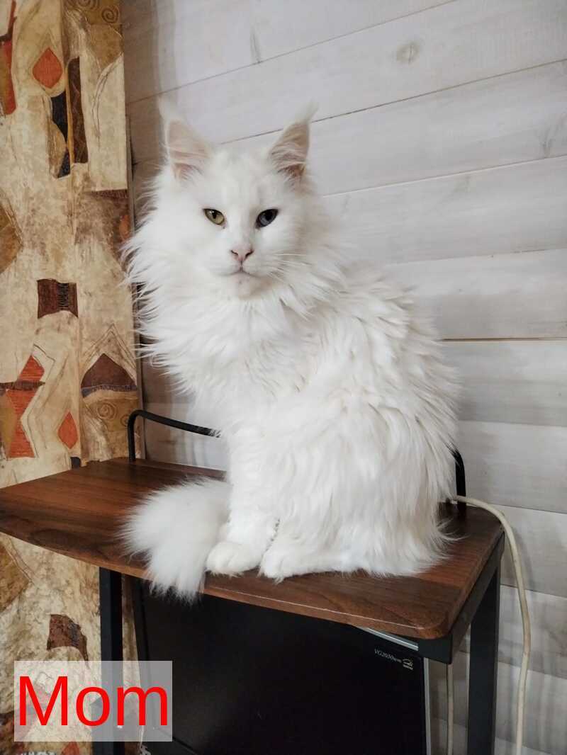 Jack Maine Coon male, black silver tabby
