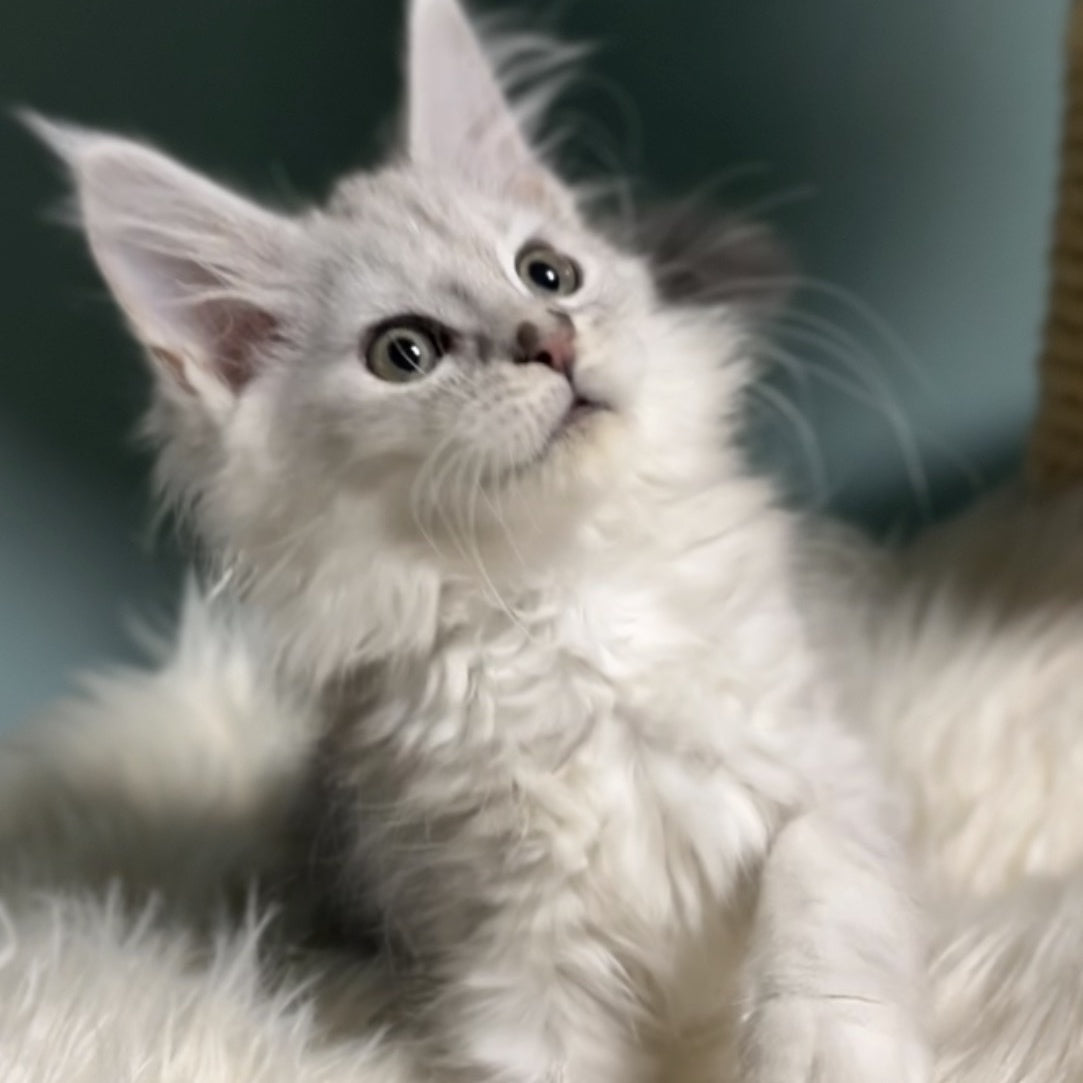 Galaxy Maine Coon female, blue silver shaded