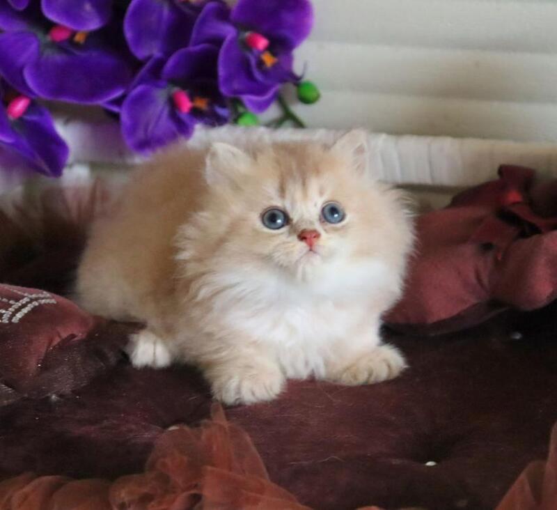 Shakira British Shorthair female, lilac golden shaded