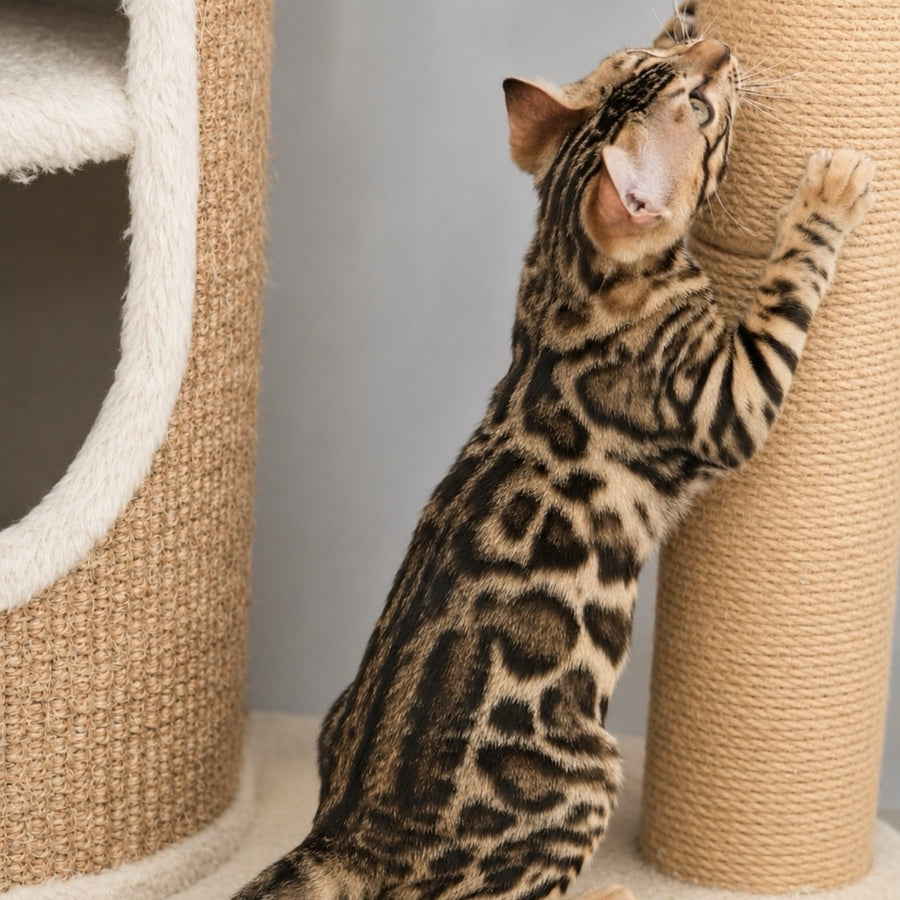 Azario Bengal male, black spotted tabby