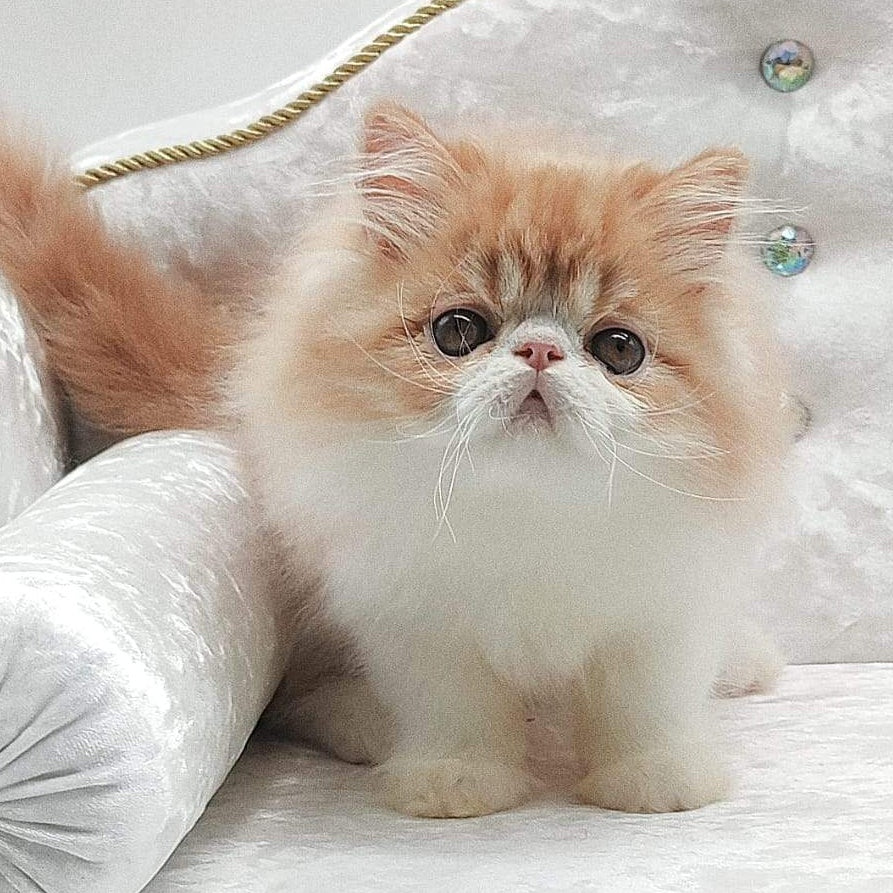 Teddy Persian male, red bicolour