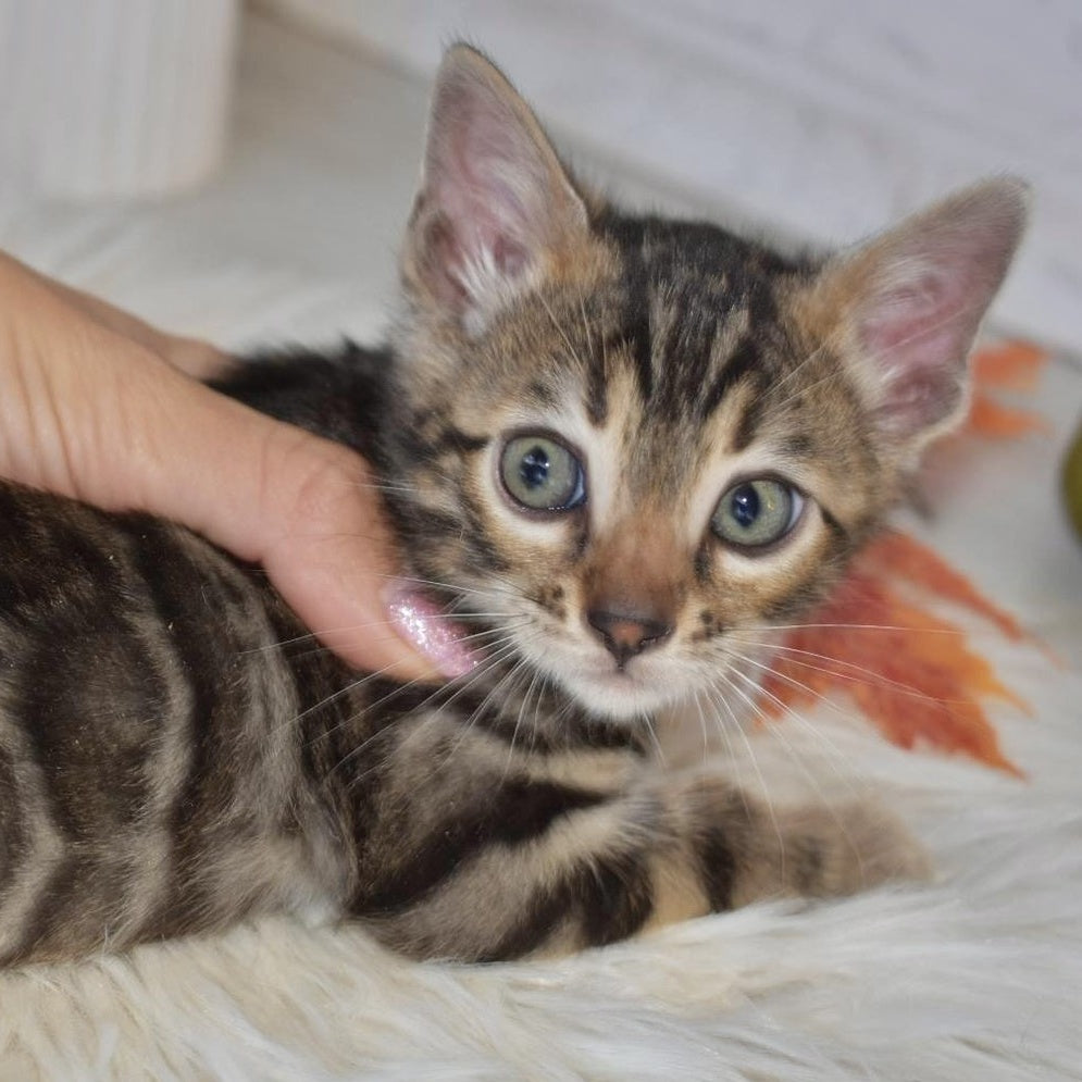 Brauni Bengal male, black spotted tabby