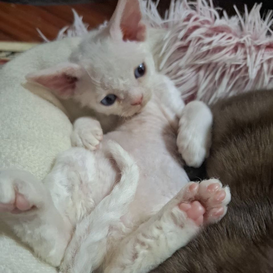 Fabio Devon Rex male, white