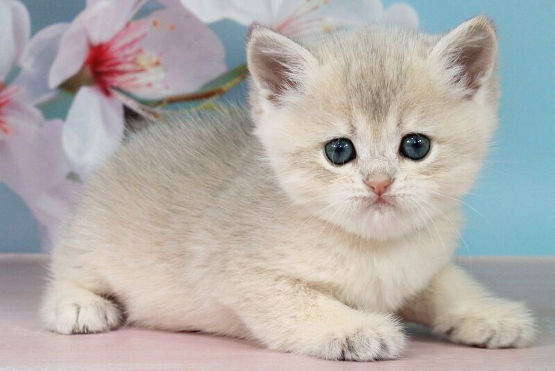 Princess British Shorthair female blue golden shaded - live animals