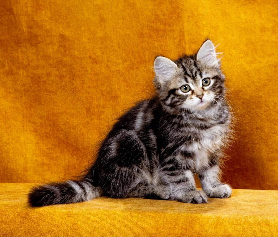 Kira Siberian female, black tabby