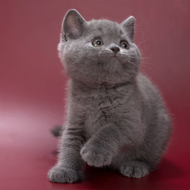 Pippin British Shorthair male, blue