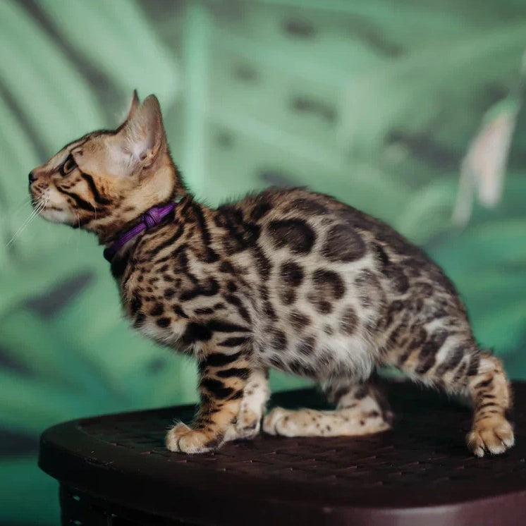 Frida Bengal female, black spotted tabby