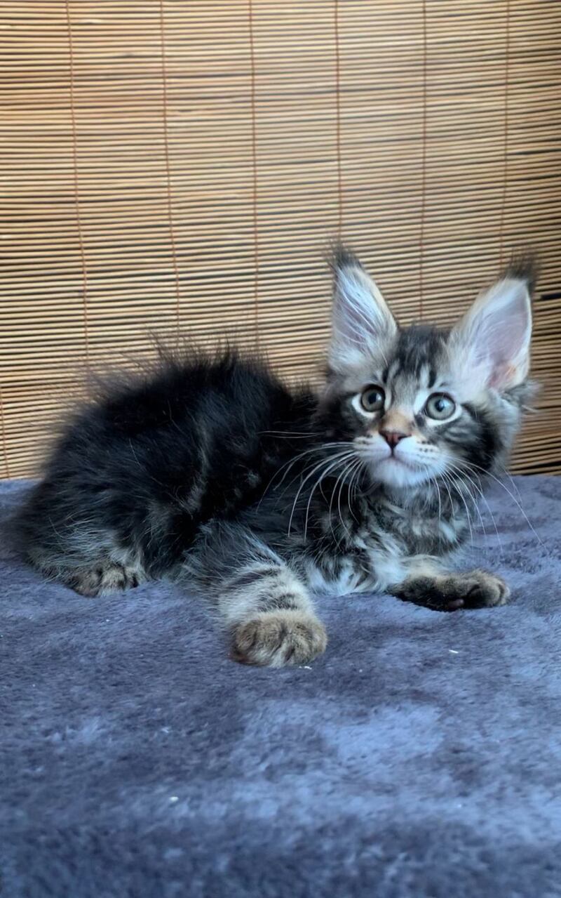 Itaka Maine Coon female black tabby live animals