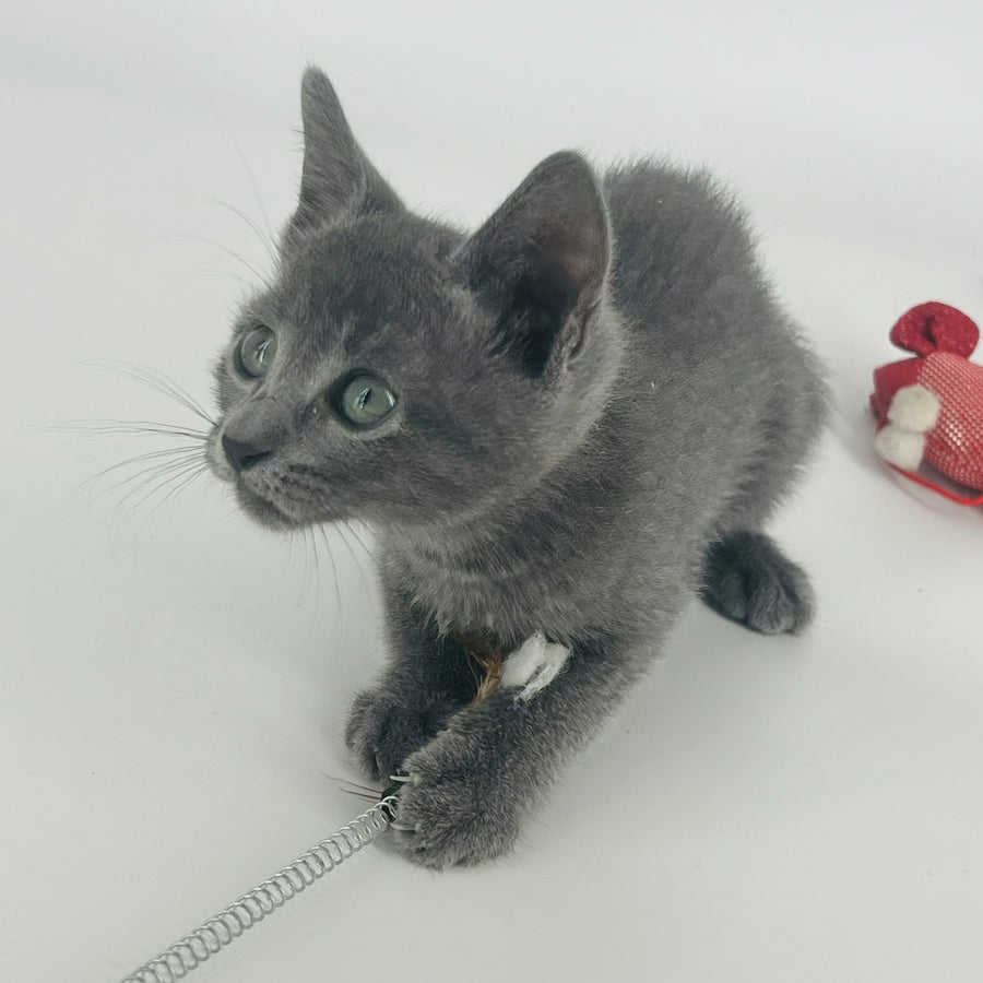Aisha Russian Blue female, blue