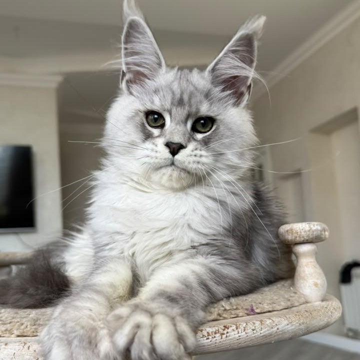 Paris Maine Coon male, black silver tabby