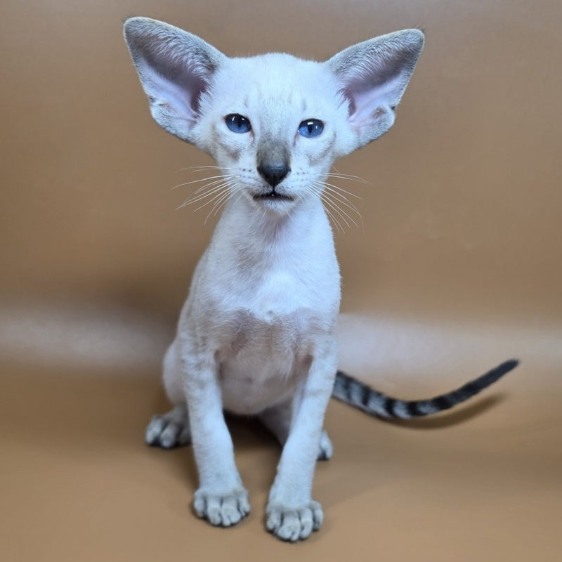 Yarina Siamese female, black spotted tabby