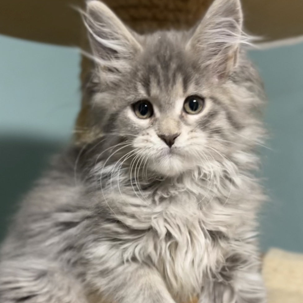 Hasta la Vista Maine Coon female, blue spotted tabby